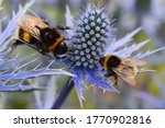 Blue eryngium is top summer bee plant. Dozens of honeybees on blossom collect nectar for their winter food Garden border perennial flower gets bigger and better every year and attracts butterflies too