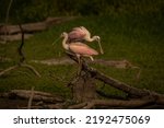 Small photo of A pair of juvenile Roseate Spoonbill jockey for position on a snag