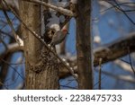 Red Bellied Woodpecker Clings...
