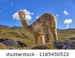 Alpaca In The High Andes...