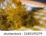 Yellow Flowering Dill Close Up. ...
