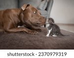 A kitten with a pit bull dog