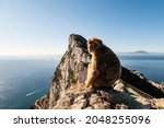 A Monkey On The Rock Of...