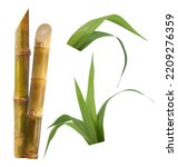 Small photo of Single object of Sugar cane isolated on white background
