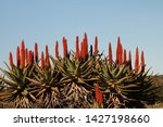 Cluster Of Aloe Ferox Plants ...