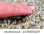 Small photo of Compressed area of carpet with indentation where heavy furniture sat for a long period.