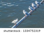 Five White Seagulls Sitting On...