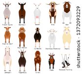 Goats Chart With Breeds Name