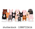 Group Of Various Breeds Pigs