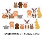 Group Of Rabbits