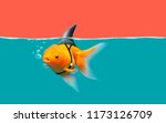 Goldfish with shark fin swim in ...