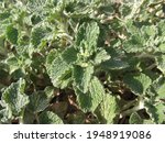 Above view of white horehound in spring