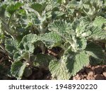 White horehound growing in early spring sunshine