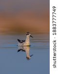 Small photo of bird swimming in the water , The red-necked phalarope, also known as the northern phalarope and hyperborean phalarope, is a small wader