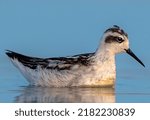 Small photo of beautiful wildlife bird in the lake in blue water,The red-necked phalarope, also known as the northern phalarope and hyperborean phalarope, is a small wader