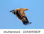 tawny eagle in flight , eagle in flight, bird opf prey in the blue sky, The tawny eagle is a large bird of prey. Like all eagles, it belongs to the family Accipitridae