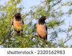 Small photo of pair of rosy starling on the tree , The rosy starling is a passerine bird in the starling family, Sturnidae, also known as the rose-coloured starling or rose-coloured pastor