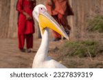 Small photo of portrait of pelican closeup of pelican, pelican in the blue still water, Pelicans are a genus of large water birds that make up the family Pelecanidae