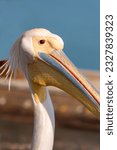 Small photo of portrait of pelican closeup of pelican, pelican in the blue still water, Pelicans are a genus of large water birds that make up the family Pelecanidae