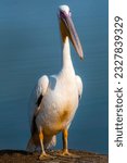 Small photo of portrait of pelican closeup of pelican, pelican in the blue still water, Pelicans are a genus of large water birds that make up the family Pelecanidae