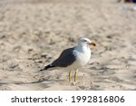 Seagull On Llevant Beach On The ...