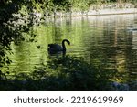 Black Swan Swimming In A Green...