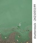 Small photo of Bright green turbid water in the reservoir during the seasonal algal bloom. The problem of pollution of beaches.