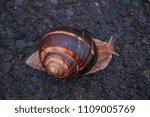 Small photo of Little brown snail with snaggy eyes and brown shell sliding over dark brown ground.