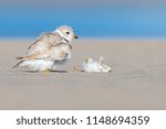 Small photo of Piping Plover Blooper