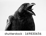 Crow In Studio