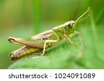 Meadow Grasshopper  Grasshopper