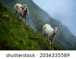 Couple of sheep in Stubai Alps in Austria in a foggy morning.