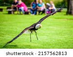 Flying Bald Eagle  Haliaeetus...