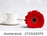 Bright Red Gerbera Flower And A ...