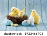 Blue, yellow, white eggs in the nest and yellow chicks on a blue wooden background. The minimal concept. An Easter card with a copy of the place for the text.