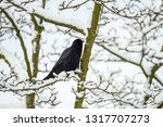 Crow Standing  On The Leafless...