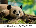Small photo of funny panda bear cubs in the zoo tumble and eat bamboo. natur vivid background . theme of animal protection in zoos. Berlin zoo
