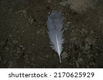 Feather Of Bird On Ground....