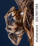 Small photo of Adult Wolf Spider of the Family Lycosidae preyed on by a Brown Widow Spider of the species Latrodectus geometricus