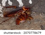 Small photo of Adult American Cockroach of the species Periplaneta americana committing cannibalism