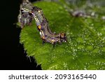 Small Butterfly Larva Of The...