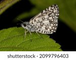 Small photo of Adult Orcus Checkered-Skipper Moth Insect of the species Burnsius orcus