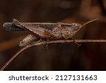 Adult Stridulating Slant-faced Grasshopper of the Genus Orphulella