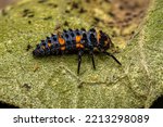 Convergent Lady Beetle Larva of the species Hippodamia convergens