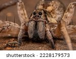 Adult female wolf spider of the ...