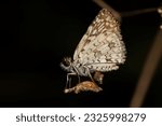 Small photo of Adult Orcus Checkered-Skipper Moth Insect of the genus Burnsius