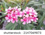 Small photo of Pink flower of Oleander, Sweet Oleander, Rose Bay or Nerium oleander bloom in the garden is a Thai herb.