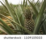 pineapple field in phuket ... | Shutterstock . vector #1109105033