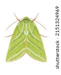 Green Silver lines moth illustration isolated on white background. British lime moth drawing