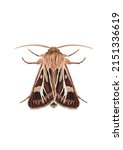 Antler Moth isolated on white background. British brown moth drawing 